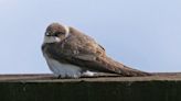 Visitors asked to help track sand martin nesting