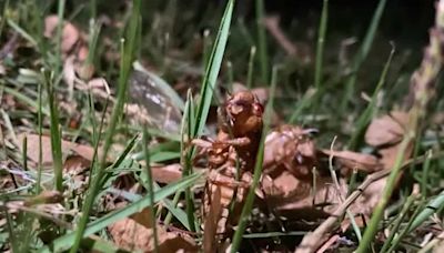 Here's what the cicadas sound like in Arkansas
