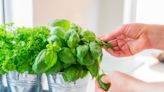 RS Recommends: How to Grow Vegetables and Herbs Indoors Like a Pro