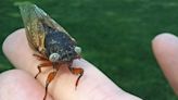 ‘So Rare:’ Wheaton 4-year-old finds blue-eyed cicada