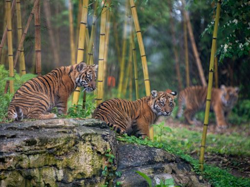 No tiger found in Cincinnati so far after report of sighting; zoo tigers 'safe and sound'