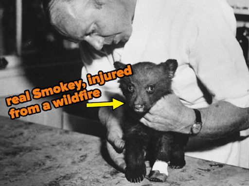 Smokey Bear Was A Real Orphaned Bear Cub In A Wildfire, And The Pictures Of Him Are Equal Parts...