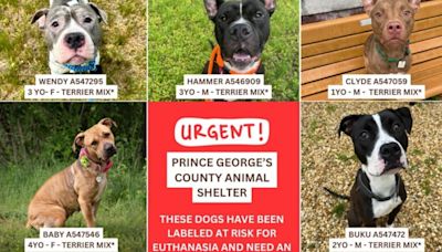 These 28 dogs must be adopted or they will be euthanized at the Prince George's County Animal Shelter