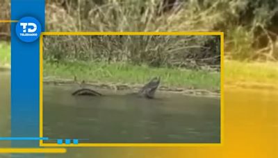 Pescador filma un caimán de grandes dimensiones en el Río Bravo