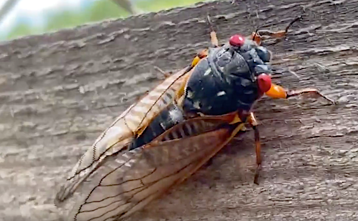 And so it begins: Cicadas swarm South Carolina towns