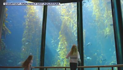 Monterey Bay Aquarium is giving free tickets to certain guests