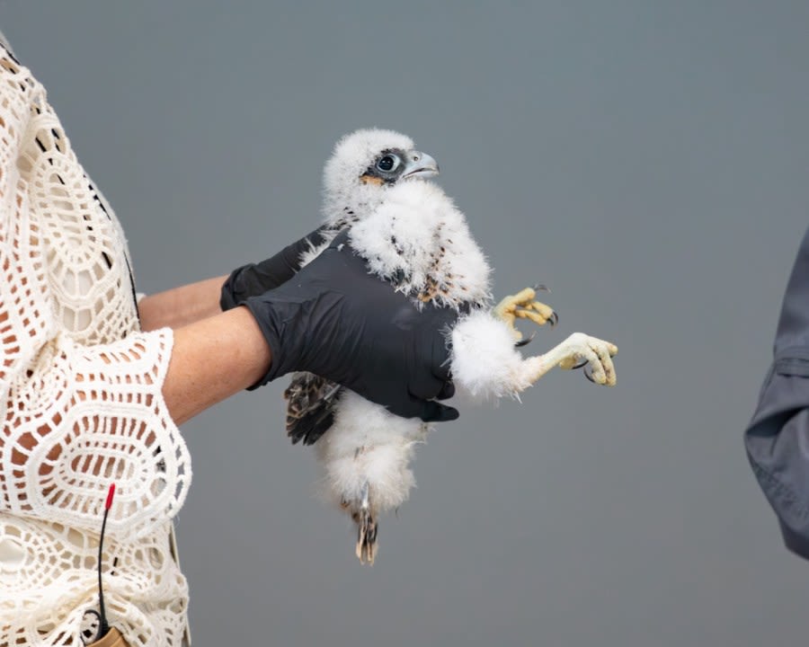 Harrisburg falcon nestlings receive bands from Pennsylvania Game Commission