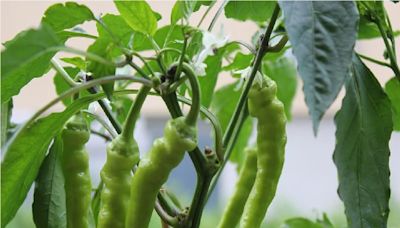 In West Bengal's Sundarbans, Bullet Chillies Yield Farmers A Good Profit - News18