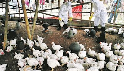 OMS aclara que reciente muerte en México de un paciente no es atribuible a la gripe aviar | El Universal