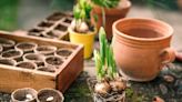 When should I plant daffodil bulbs? (Here's a hint: it's pretty soon)