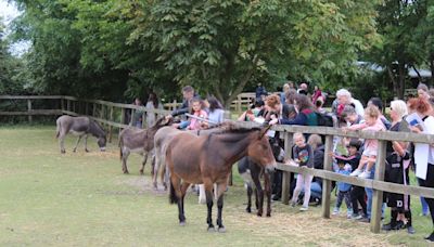 HorseWorld’s open day draws record-breaking crowd, raising £13,000