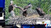 Arconic Eagle Cam’s eaglet Clark passes away, officials say