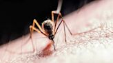 Dengue re-infection can be more severe, warn doctors