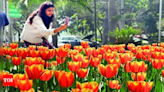 NDMC to adorn Delhi with 6 lakh tulips this winter - Times of India