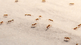 Are ants invading your house? Here’s how to keep them out in Mississippi