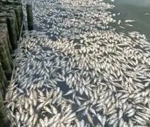 海南紅城湖出現大量死魚 已撈出8噸 官方：大雨海水倒灌所致