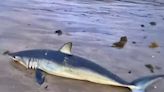 British tourist hotspot on shark alert after dangerous beast washes up on popular beach