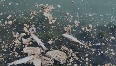 El ayuntamiento investiga las causas de la mortandad de peces en la desembocadura del antiguo cauce