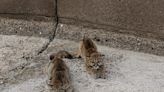 Photos: Yearling mountain lions rescued from dam’s spillway