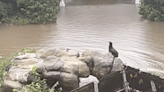 Flooding gives Central Park Zoo sea lion a brief free swim