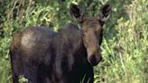 Moose with calves charges turkey hunter near Blackfoot