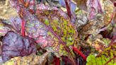 UV light treats beet disease, combats fungicide resistance | Cornell Chronicle