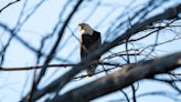 Meet Lucy and Ricky — Riverside County eagle pair receive formal names