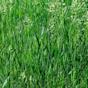 Types of fescue grass