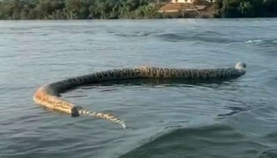 Cobra gigante morta é flagrada durante passeio de barco: 'Para quem gosta de banhar no lago'