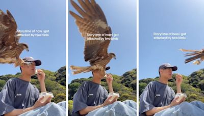 "Don't Eat At Japanese Beaches," A Man's Hilarious Warning After Hawk Snatches Sandwich… Twice!
