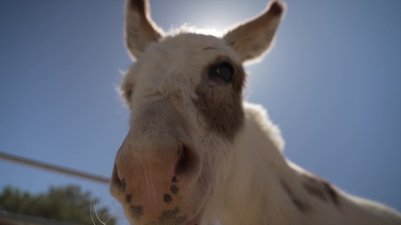 California Breakfast Burritos take in unwanted donkeys and help them find forever homes