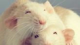 Scientists Claim New Pig Blood Compound Reverses Biological Age of Rats