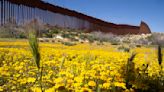 Botanists are scouring the US-Mexico border to document a forgotten ecosystem split by a giant wall - The Boston Globe