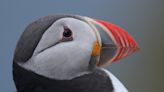 Arctic puffins evolved into a new species 6 generations ago, but they might be less fit to survive, a new study shows