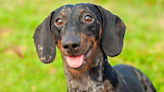 Dachshund's Dramatic Rescue From Storm Drain Ends in Most Appropriate Way