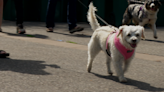 Pet Walk Fundraising Milestone Reached Before Event - Fox21Online