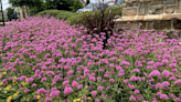 Truffala Pink scores big across the country and in the Garden Guy's heart for hardiness, color