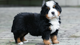 Bernese Mountain Puppy's Frustration Over Using 'Go Outside' Button Is Precious