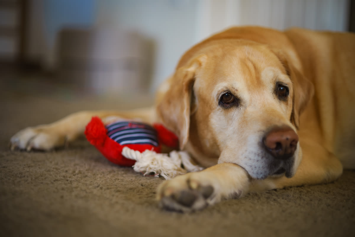 Senior Labrador Who Loves 'Watching the Neighborhood' Is the Best Little Guard Queen