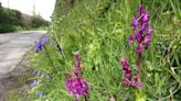 Gardeners banned from mowing grass outside house in May for two reasons