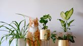 31 Cat-Safe Plants That You Should Add to Your Collection Right Meow