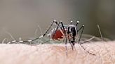 Vigilante Salud al impacto de lluvias en la propagación del dengue