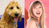 Rescue Saves 24 Dogs and Names Pups After Taylor Swift to Celebrate Singer's N.Y.C. Shows