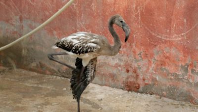 Baby flamingos saved from drought-decimated lake in Algeria