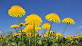 3 Easy Ways to Get Rid of Dandelions Without Chemicals