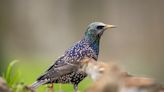 Why you see those giant flocks of birds in winter