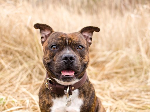 Pet Rat and Pit Bull Besties Are Like Something Out of a Disney Movie