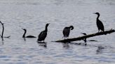 Plans to move the cormorants away from Toronto islands were working. Then two eagles showed up