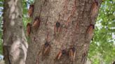Morton Arboretum shares post-cicada tree care tips