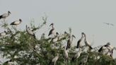 Lotus Lake Thirunavaya: A Sanctuary For Migratory Birds In Kerala - News18